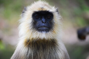 Langur