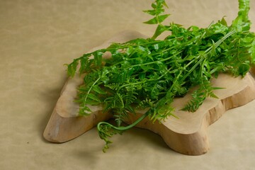 Uncooked fern (Polypodiophyta) vegetables on brown background. Edible, organic plant, raw fern. Pakis sayur © Sakha