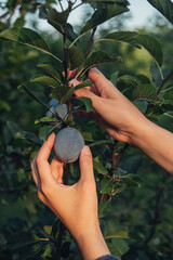 A person's hands gently harvest fresh plums from a tree branch in the garden