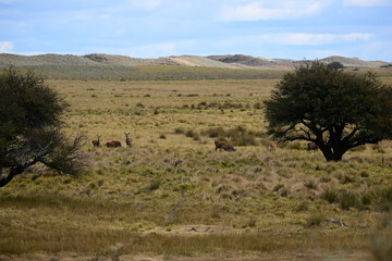 Pampas tree landscape, La Pampa province, Patagonia, Argentina.