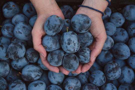 Freshly harvested, juicy plums held in cupped hands, showing the season's harvest and the beauty of nature