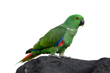 Elegant Eclectus Portrait, Female Parrot on Black Rock, Pure White Surround