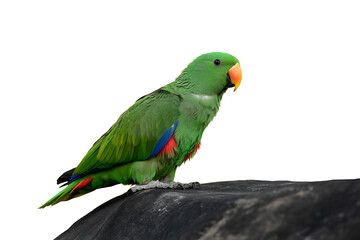 Vibrant Eclectus Beauty, Female Parrot on Dark Rock with White Background