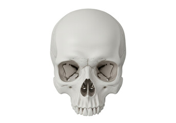 Isolated Human Skull Front View Anatomy Skeleton Cranium Halloween Death Bone Head Realistic