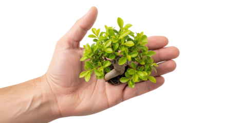 Isolated miniature bonsai tree presented in human hand for transplantation on background