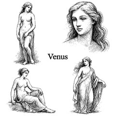 Roman goddess Venus in elegant poses and classical beauty, vintage engraving style, Transparent Background © FriskySloths