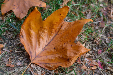 Maple Leaf on Ground Close-Up