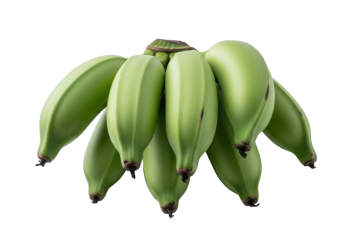 Isolated Cavendish bananas showing unripe green fruit clustered on a stem ready for cooking