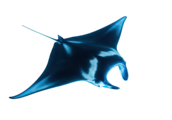 Isolated Manta Ray Sea Creature, Pacific Ocean Aquatic Animal, Marine Life Underwater