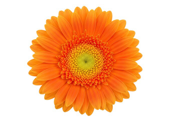 Isolated, bright-orange gerbera daisy flower with a green center, a cheerful blooming blossom