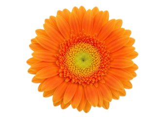 Isolated, bright-orange gerbera daisy flower with a green center, a cheerful blooming blossom