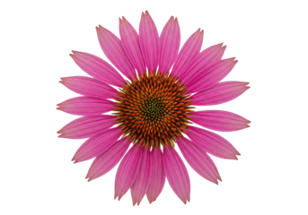 Isolated pink Echinacea flower with brown cone in center with many petals, vibrant color