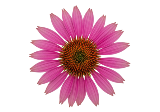 Isolated pink Echinacea flower with brown cone in center with many petals, vibrant color