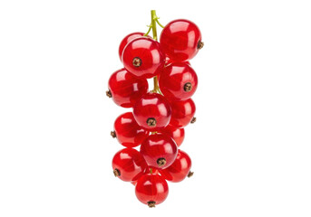 Isolated bunch of shiny red currants, a tangy fruit with seeds and a glossy skin texture