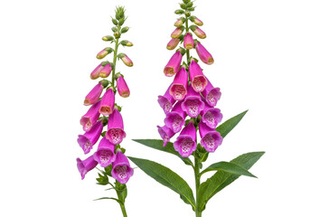 Isolated Common foxglove, a magenta-colored flowering plant used in traditional herbalism © Maria