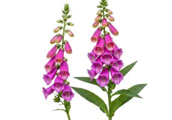 Isolated Common foxglove, a magenta-colored flowering plant used in traditional herbalism