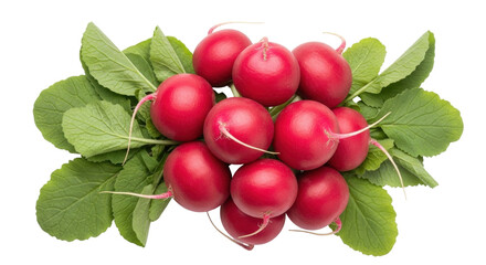 Isolated colorful radishes in a bunch, with fresh green leaves, a delicious spring vegetable