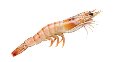 Isolated prawn or shrimp raw uncooked seafood fresh market gourmet food ingredient delicacy