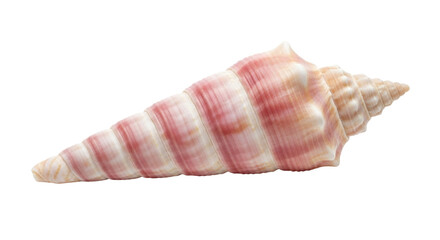 Isolated sea shell close-up showing beautiful natural pink and beige colored markings, ridges