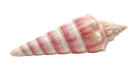 Isolated sea shell close-up showing beautiful natural pink and beige colored markings, ridges