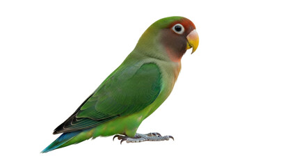 Isolated peach-faced lovebird is perched, with vibrant green plumage and charming red face