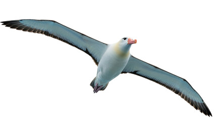 Isolated Albatross in flight with open wings, bird flying in the air with its wide wingspan