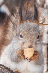 Obraz premium The squirrel with nut sits on tree in the winter or late autumn