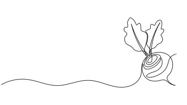 Video. Beetroot continuous one line drawing animation. Full length single line art 4K animation, Animated self drawing of continuous line draw whole and half sliced healthy freshness organic beetroot