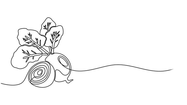 Video. Beetroot continuous one line drawing animation. Full length single line art 4K animation, Animated self drawing of continuous line draw whole and half sliced healthy freshness organic beetroot