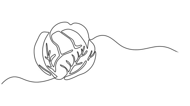 Cabbage head, cole single line animated illustration. One continuous self drawing line animation, footage of cabbage, Self drawing line animation Vegetables two cabbage continuous one single line draw