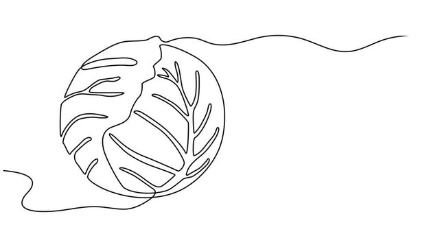 Cabbage head, cole single line animated illustration. One continuous self drawing line animation, footage of cabbage, Self drawing line animation Vegetables two cabbage continuous one single line draw