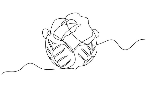 Cabbage head, cole single line animated illustration. One continuous self drawing line animation, footage of cabbage, Self drawing line animation Vegetables two cabbage continuous one single line draw
