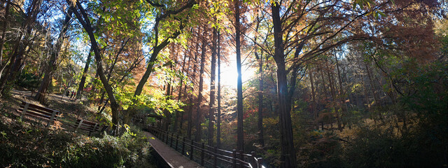햇살이 반짝이는 아름다운 가을 숲 속 풍경