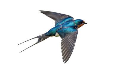 Isolated Flying barn swallow with open wings soaring mid-flight in the air on bright day