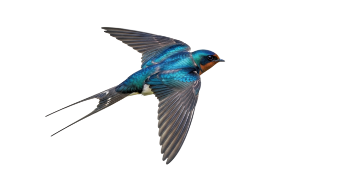 Isolated Flying barn swallow with open wings soaring mid-flight in the air on bright day