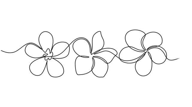Plumeria flower continuous one line drawing animation. Frangipani linear blossom animated video, Video. A lily flower drawn with one continuous editable line. Animation on white background 4K