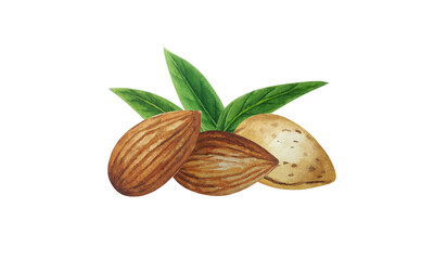Watercolor almond nut composition. White background. For your design	