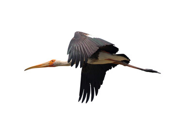Beautiful flying Painted Stork isolated on transparent background png file