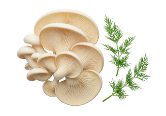 Isolated Oyster mushrooms with dill sprigs, fresh and delicious natural ingredients