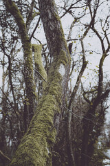 Fototapeta premium A low-angle shot reveals several tree trunks heavily covered in vibrant green moss, reaching upwards towards a bright, overcast sky. The intricate patterns of the moss contrast with the rough texture 
