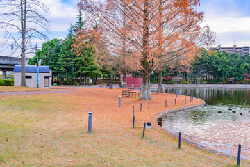 Naklejka premium 杜の都仙台 秋の七北田公園を歩む 