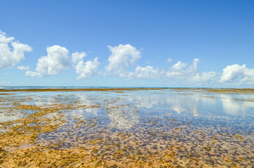 A perfect blue horizon stretches beyond a palm-lined Paraíso Beach on Boipeba Island, Bahia, Brazil.
