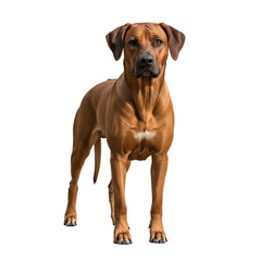 Obraz premium Majestic Ridgeback A Portrait of an Elegant Dog Species, Showcasing the Distinctive Breed's Grace, Athleticism, and the Unique Ridge Pattern