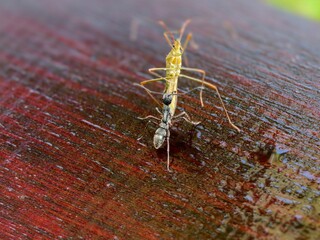 A predatory insect, an assassin bug, is preying on a black ant