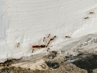 a group of Pharaoh ants and a queen ant or Monomorium pharaonis 