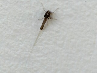 a nymph of aquatic insect mayfly as indicators of healthy freshwater ecosystems