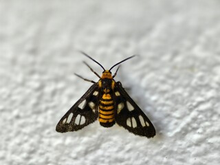 Hubner's wasp moths or Amata huebneri is a type of tiger moth