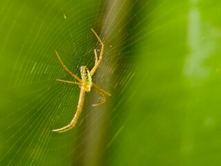 Leucauge or long jawed orb weavers resting at the center of its circular web