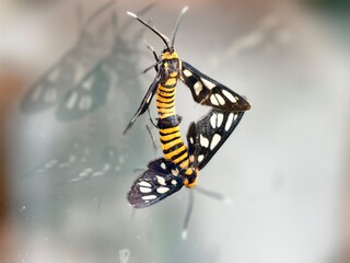 Hubner's wasp moths or Amata huebneri during mating. They connect abdomen-to-abdomen to reproduce