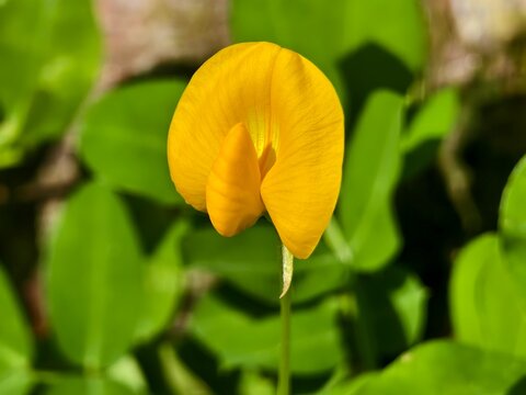 a bright yellow flower from a species of&nbsp;peanut plant or Arachis pintoi used as ornamental ground cover